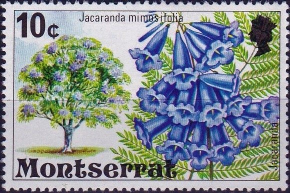 Jacaranda