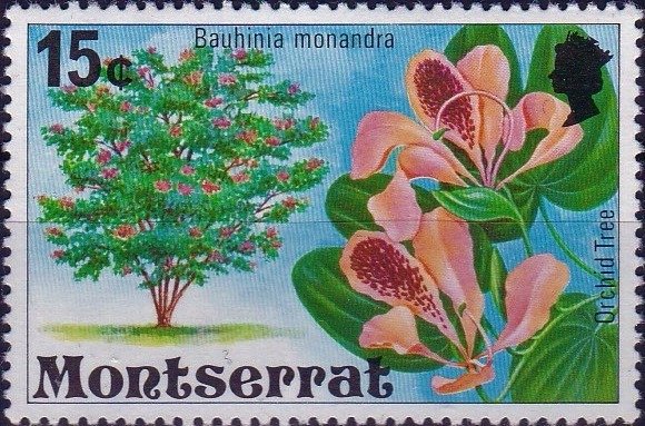 Orchid tree
