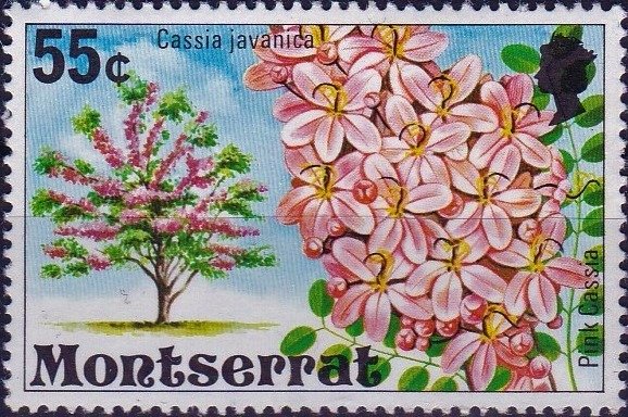 Pink cassia