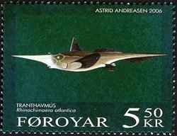 Straightnose Rabbitfish (Rhinochimaera atlantica) 