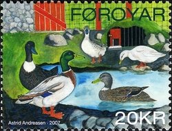 Domestic Duck (Anas platyrhynchos domestica)
