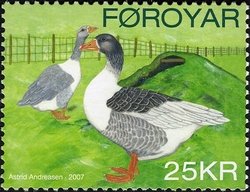 Viking Goose (Anser anser domestica)