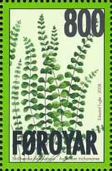 Ferns