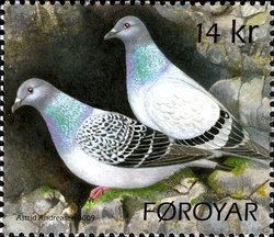 Rock Pigeon (Columba livia)