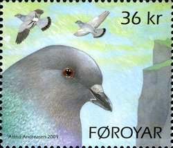 Rock Pigeon (Columba livia)