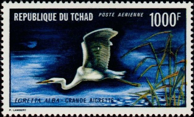 Great egret
