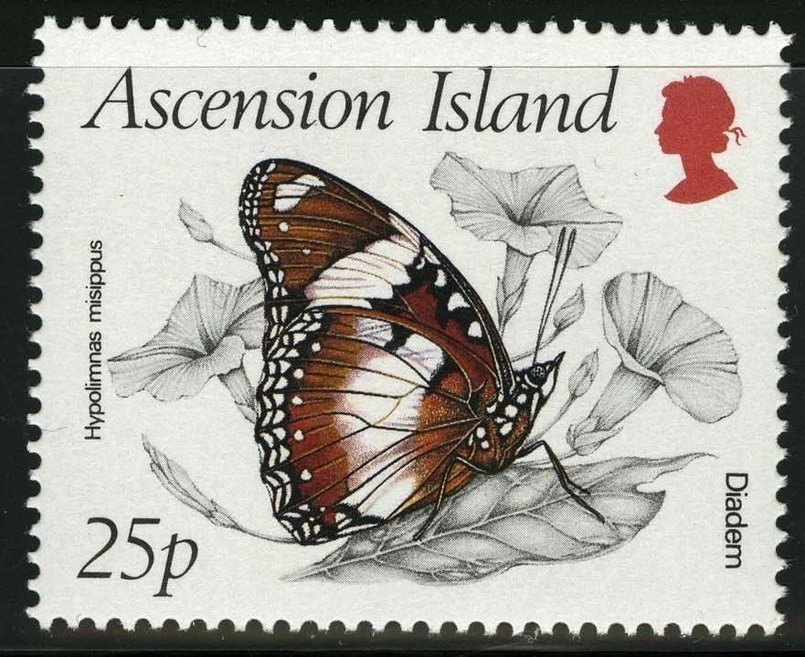 Danaid Eggfly (Hypolimnas misippus)