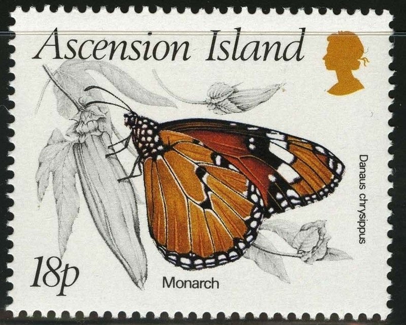 African Monarch (Danaus chrysippus)