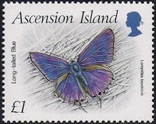 Löng-tailed Blue (Lampides boeticus)