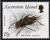 Two-spotted Cricket (Gryllus bimaculatus)  