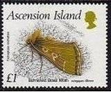 Stamp, Burnished Brass Moth (Trichoplusia orichalcea) , Ascension Island,  , Insects