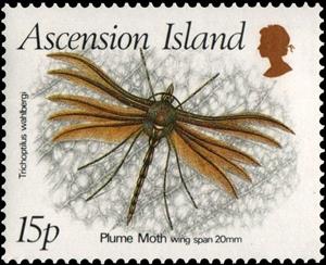 Stamp, Plume Moth (Trichoptilus wahlbergi) , Ascension Island,  , Insects