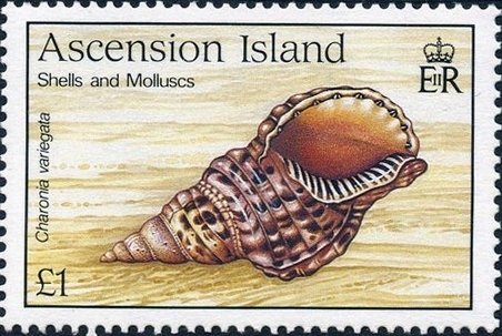 Atlantic Triton (Charonia tritonis variegata) 