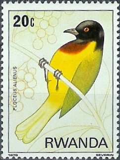 Strange Weaver (Ploceus alienus)