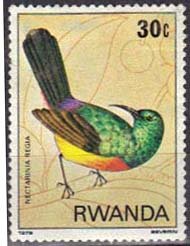 Regal Sunbird (Cinnyris regius)