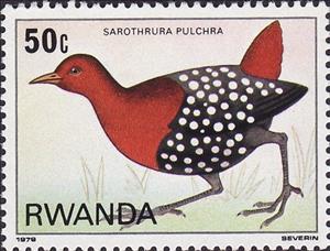 Stamp, White-spotted Flufftail (Sarothrura pulchra), Rwanda,  , Birds, Animals (Fauna)