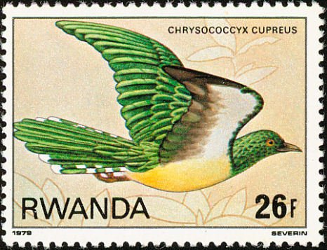 African Emerald Cuckoo (Chrysococcyx cupreus)