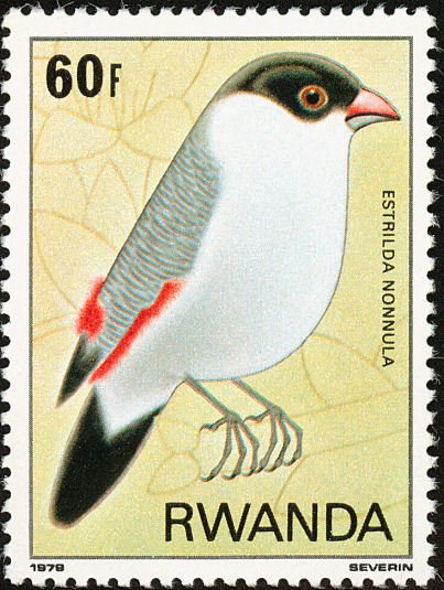 Black-crowned Waxbil (Estrilda nonnula)