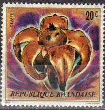 Stamp, Geaster mushroom, Rwanda,  , Mushrooms