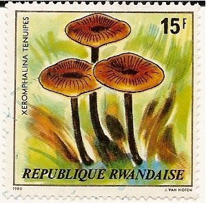 Xeromphalina Tenuipes