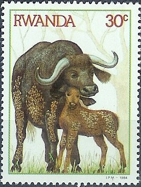 African Buffalo (Syncerus caffer)