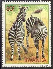 Plains Zebra (Equus burchelli)