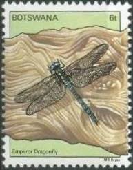 Emperor Dragonfly (Anax imperator)