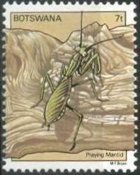 African Mantis (Sphodromantis gastrica)