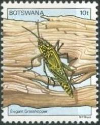 Stamp, Elegant Grasshopper (Zonocerus elegans) , Botswana,  