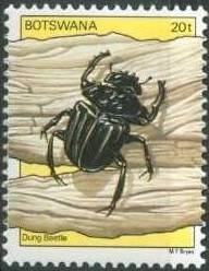 Large Coppe Dung-Beetle (Kheper nigroaeneus) 