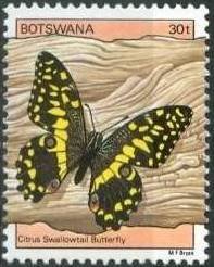 Citrus Swallowtail (Papilio demodocus)