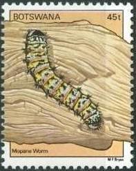 Mopane Worm (Gonimbrasia belina)