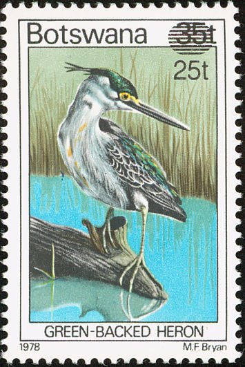 Striated Heron (Butorides striatus)