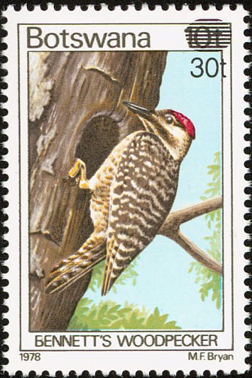 Bennett’s Woodpecker (Campethera bennettii)