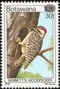Stamp, Bennett’s Woodpecker (Campethera bennettii), Botswana,  