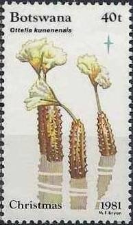 Stamp, Ottelia kunenensis, Botswana,  