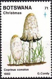 Shaggy mane