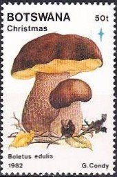 King boletus