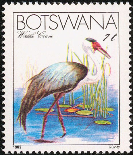 Wattled Crane (Bugeranus carunculatus)