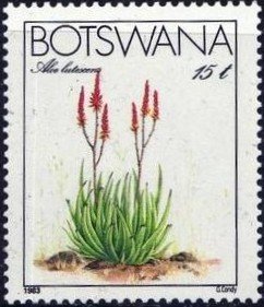 Aloe lutescens