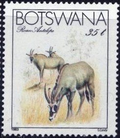 Roan Antelope (Hippotragus equinus)