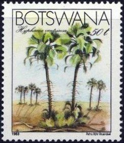 Stamp, Hyphaene ventricosa, Botswana,  