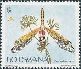 Globe Skimmer (Pantala flavescens)