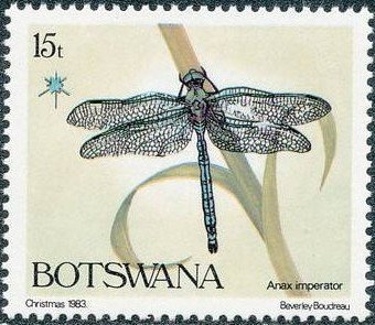 Emperor Dragonfly (Anax imperator)