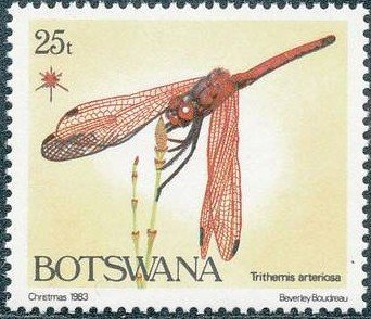 Stamp, Red-veined Dropwing (Trithemis arteriosa), Botswana,  