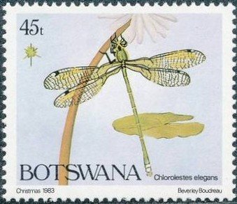 Elegant Malachite (Chlorolestes elegans)