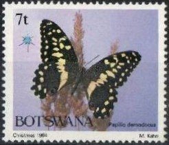 Citrus Swallowtail (Papilio demodocus)