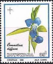 Commelina diffusa
