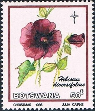Hibiscus diversifolius