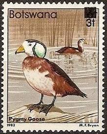African Pygmy Goose (Nettapus auritus)